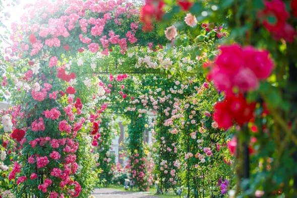 【目の前で打ちあがる迫力の花火を満喫】キングスウィーク花火特別観覧席付きプラン（朝食付き）